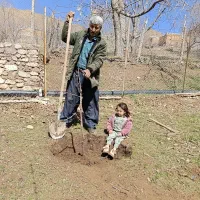 هرس باغبانی|خدمات باغبانی و درختکاری|تهران, اسکندری|دیوار
