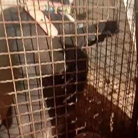 سگ نگهبان|سگ|رضوانشهر, |دیوار