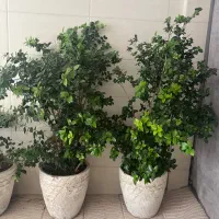 درختچه های طبیعی چهارفصل