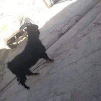 چبش