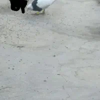 کبوترگمشده