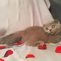 بچه گربه اسکاتیش دبل فولد