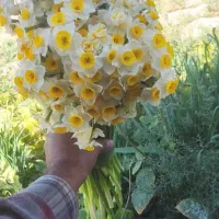 گل نرگس خفر