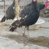 بوقلمون نر و ماده