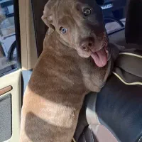 سگ پیتبول|سگ|خمین, |دیوار