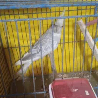 عروس هلندی|پرنده|قشم, |دیوار