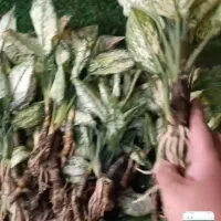 قلمه آگلونما برفی فقط ۲۰ ت