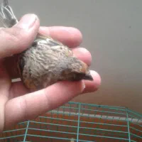 انواع گلبسر نر بزرگه و جوجه