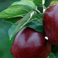 تولید و فروش نهال سیب میراکل|خدمات باغبانی و درختکاری|شاهینشهر, خبرنگار|دیوار