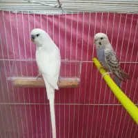 مرغ عشق مولد جوان