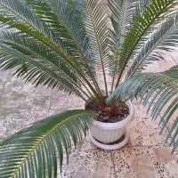 گلهای طبیعی