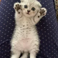 اسکاتیش سیلور فلد