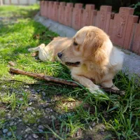 سگ ماده گلدن رتریور