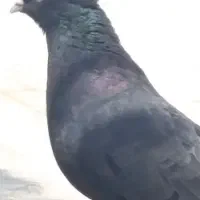 کبوتر. زاغ ماده. چشم. نوک. سقید