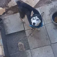 سگ معاوضه با دم سفید