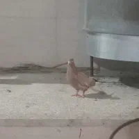 اهواز زرگان