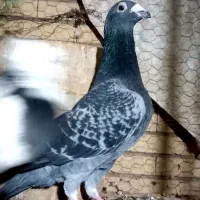 نر مگس آخرت|پرنده|زابل, |دیوار