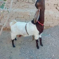 بز با کهرنر|حیوانات مزرعه|زهک, |دیوار