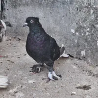 کبوتر رنگی