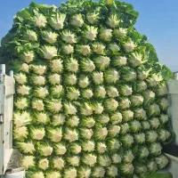 کاهو رسمی فله درجه یک