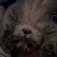 گربه بریتیش