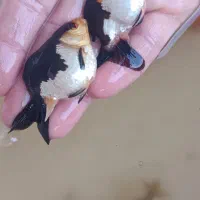 گلد فیش سایز