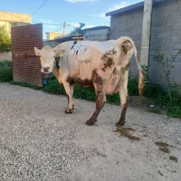 گاو شیری شکم دوم