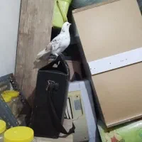 کفتر|پرنده|امیرکلا, |دیوار