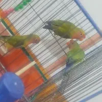 کوتوله برزیلی|پرنده|قم, شهرک امام حسین|دیوار