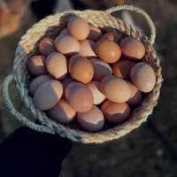 تخم مرغ محلی