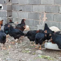 مرغ و خروس سیاه برای ذبح