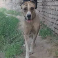 سگ نگهبان و گله