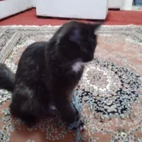 گربه نژاد دار میکس