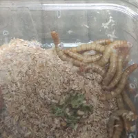 خزندگان جیرجیرک ،کرم ملیورم ،کرم سوپر میلورم|خزنده|مشهد, ملک‌آباد|دیوار