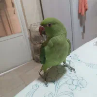 طوطی ملنگو و عروس هلندی