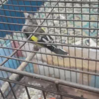 سهره دهبکری