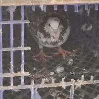 فروش،چند عدد کبوتر اس وپرشی|پرنده|بهشهر, |دیوار