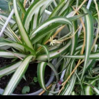 تعدادی گلدان و گل  ۱۰۰۰۰|گل و گیاه طبیعی|رشت, سیا اسطلخ|دیوار