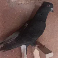 جفت دم سفید