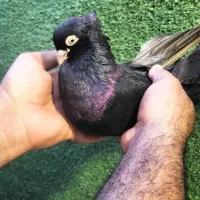 زاغ سیاه ابادانی|پرنده|بندر ماهشهر, |دیوار