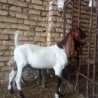 کهره نره بذری هل  پاکستانی درجه یک