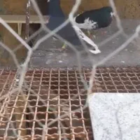 فروش چندعددکبوتر عکس نمایشی