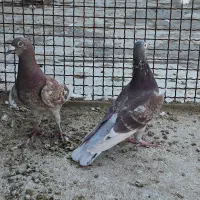 کبوتر|پرنده|شیراز, شیخ علی چوپان|دیوار