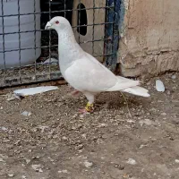 کفترنر المانی