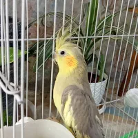 عروس هلندی با قفس|پرنده|آبپخش, |دیوار