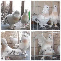 کبوترهای تاکالا ترکیه ای