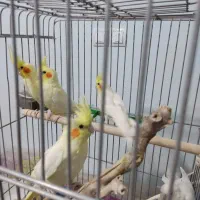 عروس هلندی|پرنده|شیراز, احمدآباد|دیوار