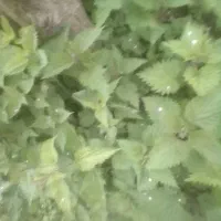 گیاه پرخاصیت گزنه