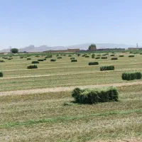 یونجه پرس درجه یک