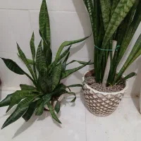 گل آپارتمانی